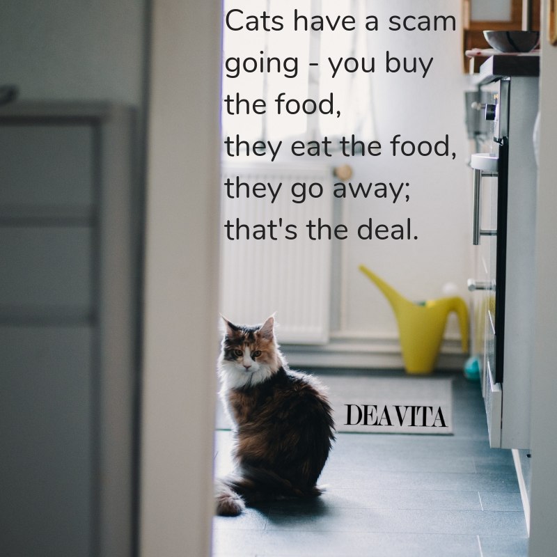 clever cats quotes and sayings with photos