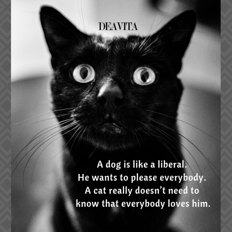 cool pet quotes cats and dogs sayings with photos