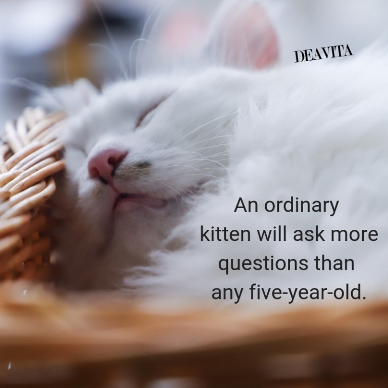 curious kittens quotes with lovely photos