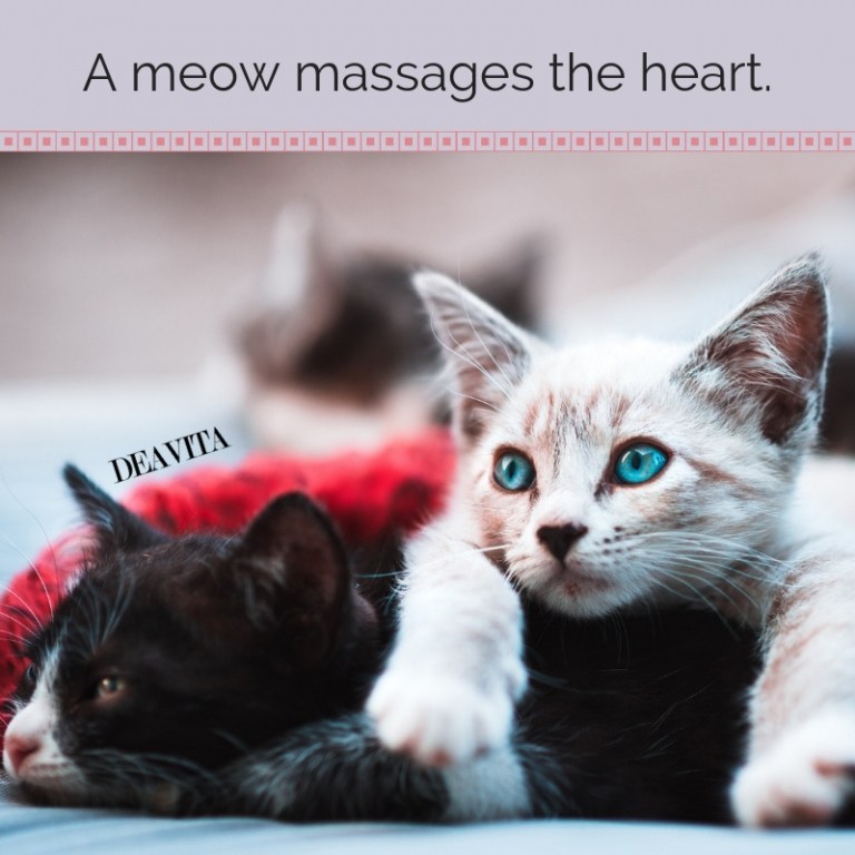 cute quotes about cats and kittens A meow massages the heart