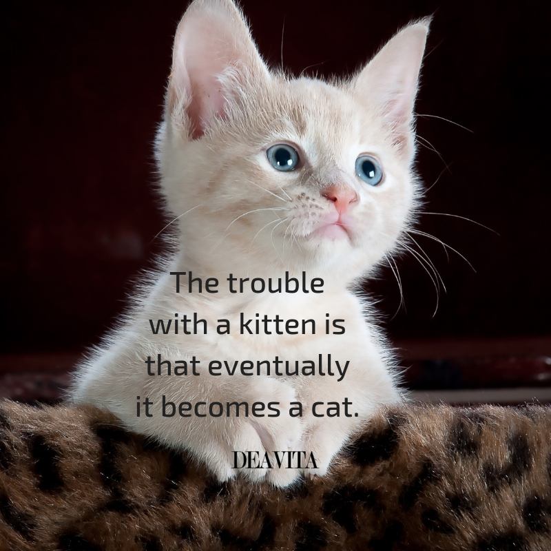Funny kittens and cats quotes with adorable photos