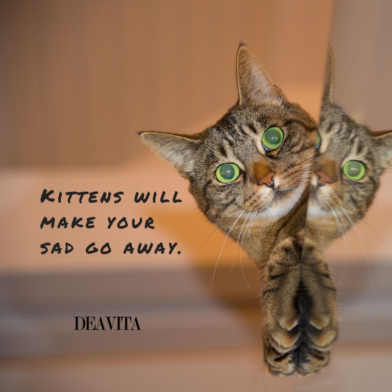 cute kittens sayings best short pet quotes
