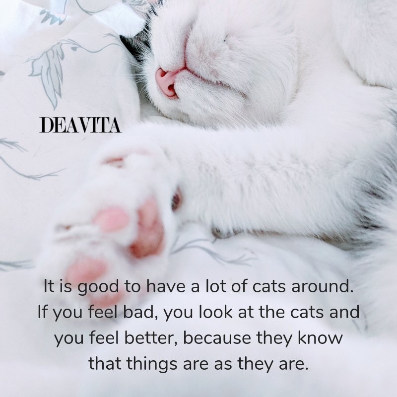deep quotes about cats and people sayings about pets love