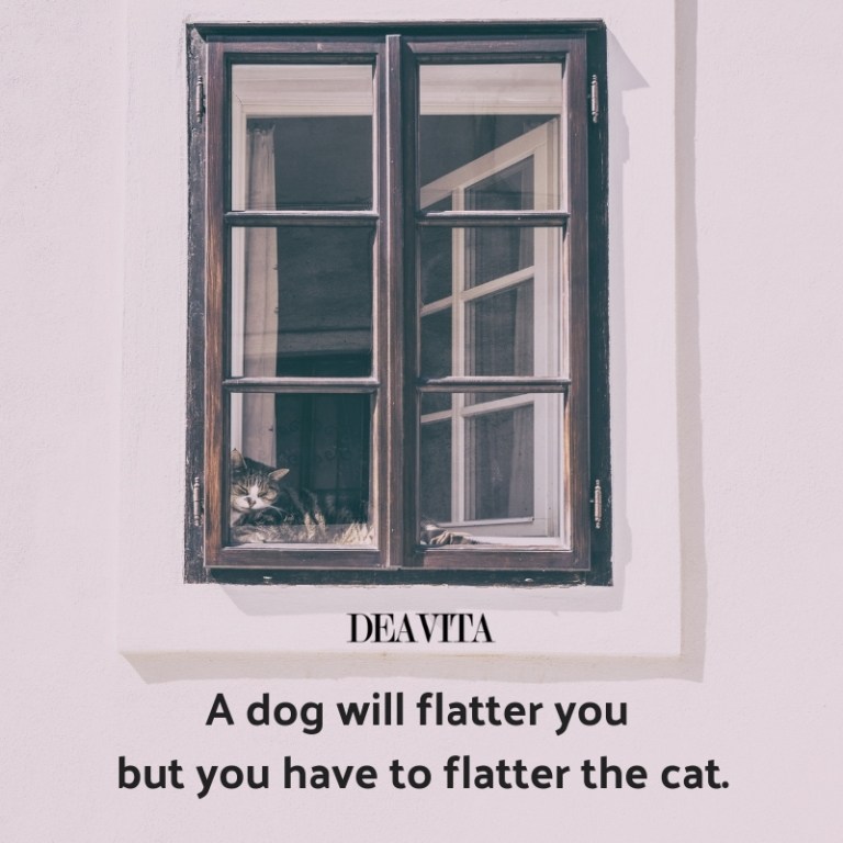 dogs and cats quotes short funny sayings