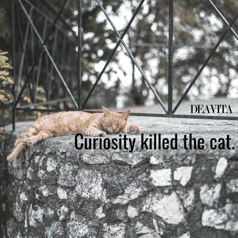 famous short quotes and sayings about cats