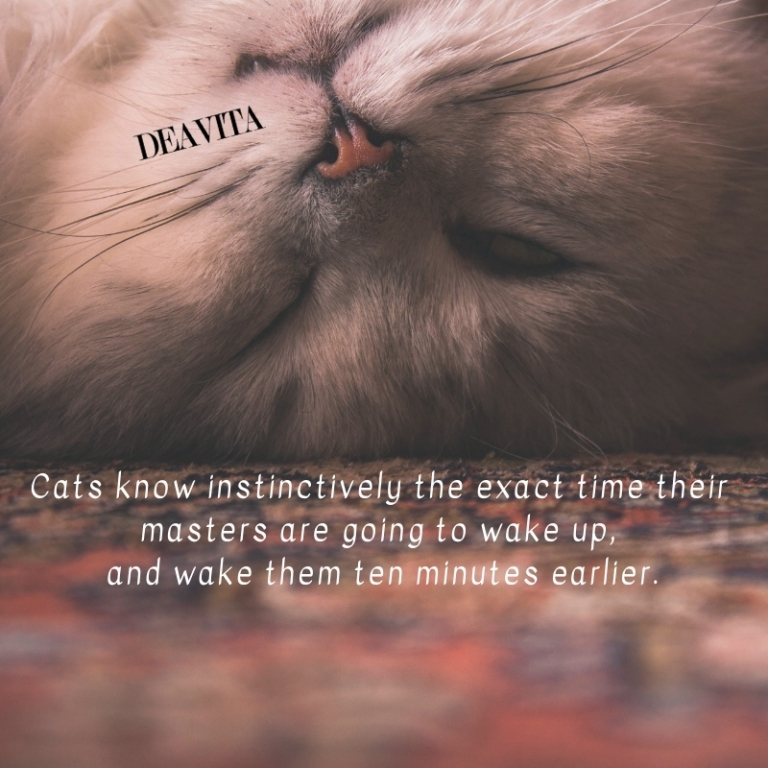 fun quotes about clever cats and sayings about home pets