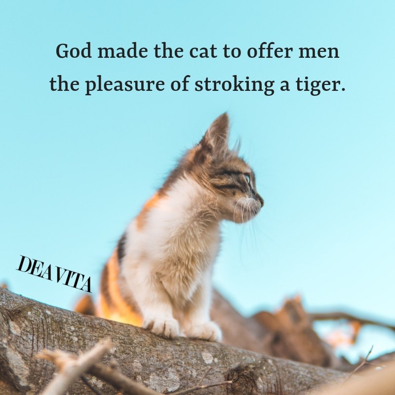 funniest cat quotes sayings about pets and people
