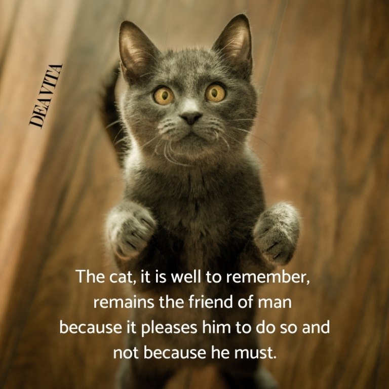 funny cat quotes and photos