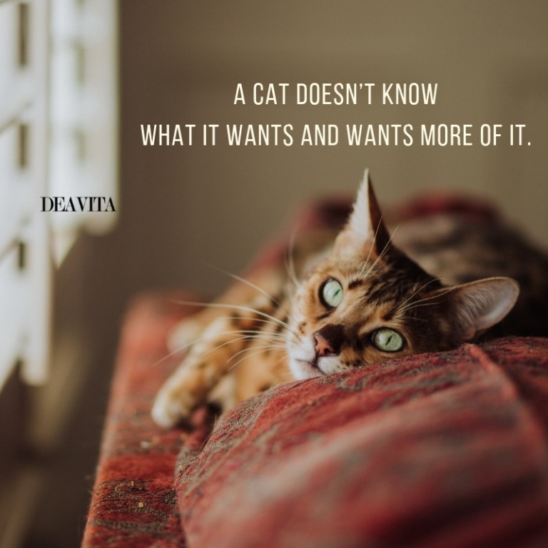 funny cat quotes and sayings with cool photos