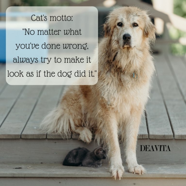funny cats and dogs quotes and sayings with cute photos