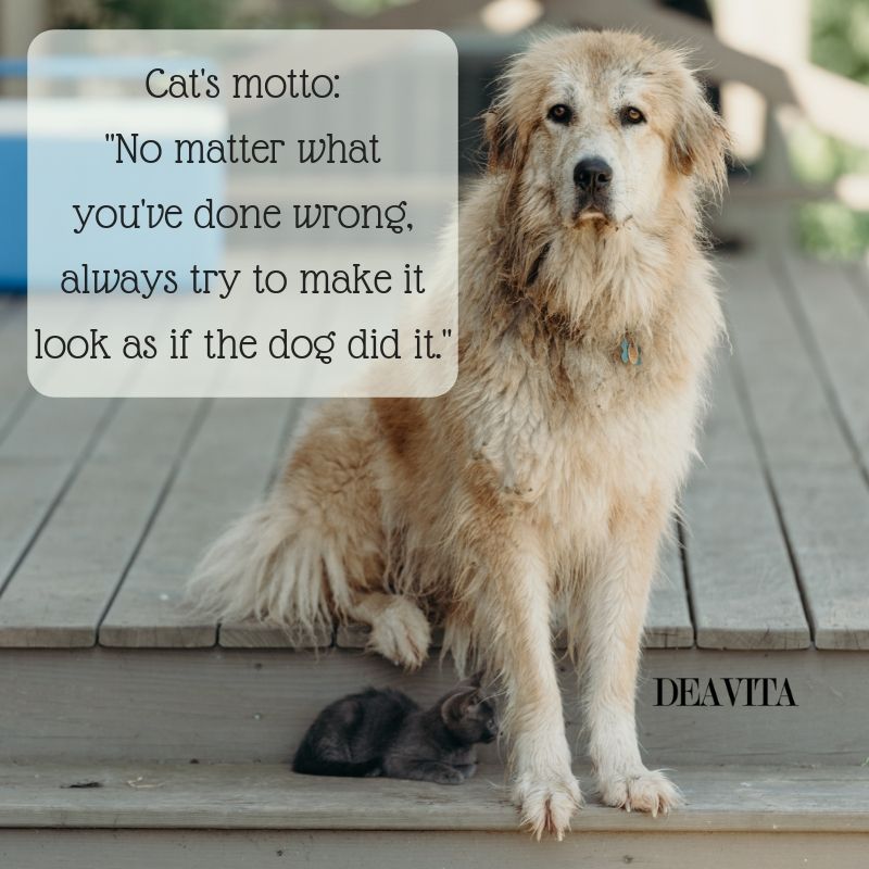 funny cats and dogs quotes and sayings with cute photos
