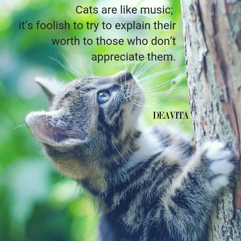funny cats quotes and sayings about their character