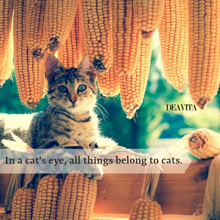 funny quotes about cats with cute photos