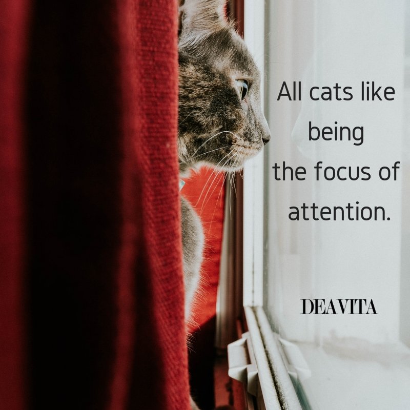 funny quotes about pets all cats like being the focus of attention