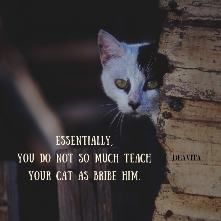 funny quotes about pets cats character and individuality