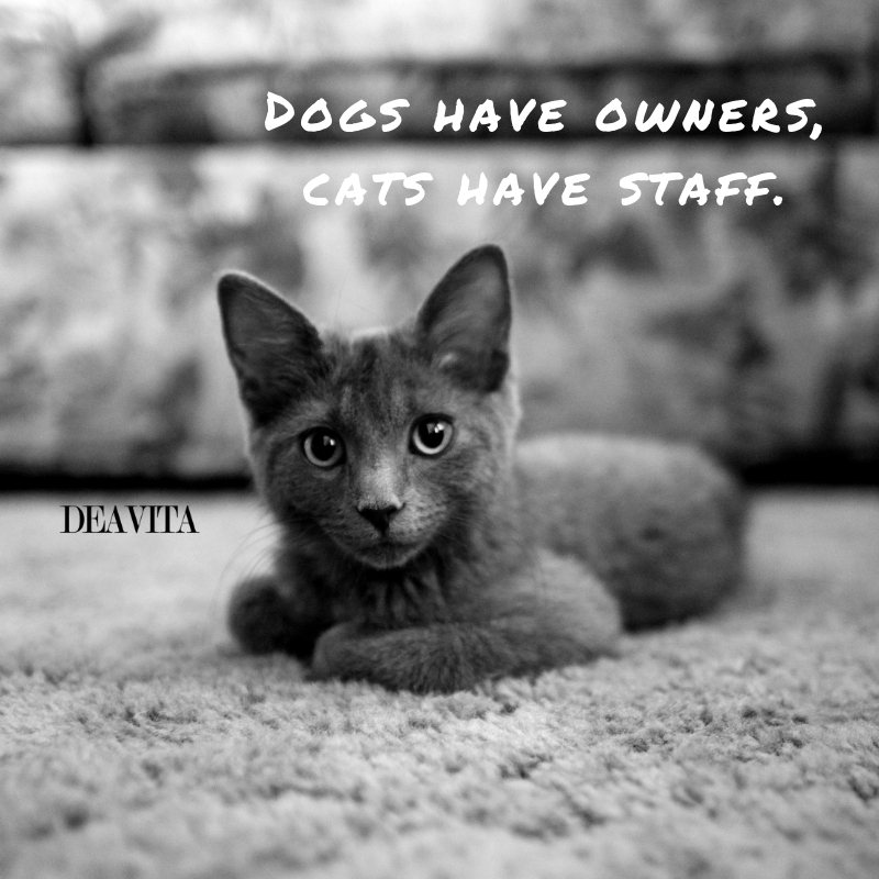 fynny quotes about pets dogs and cats character sayings
