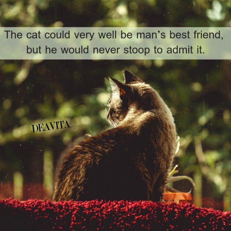 great quotes about cats and pet friends