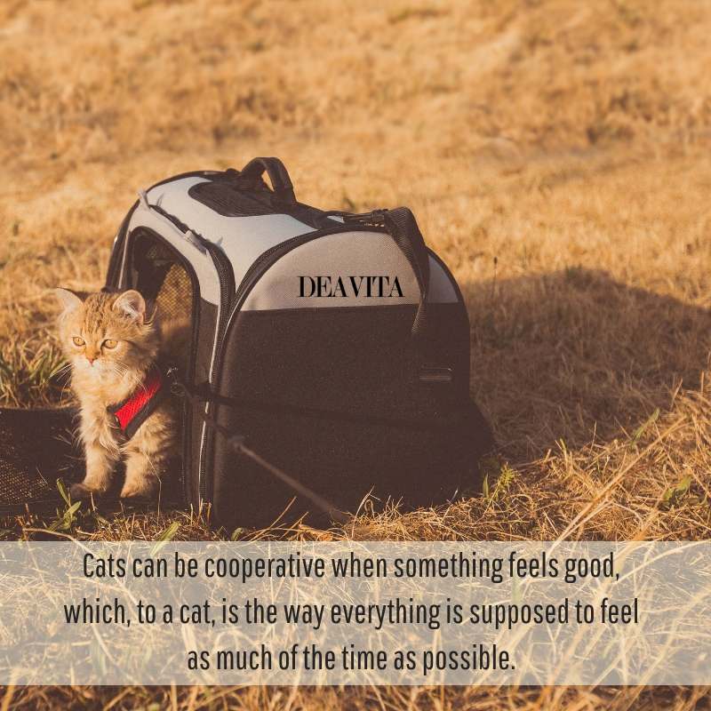 inspirational quotes about pets cats can be cooperative