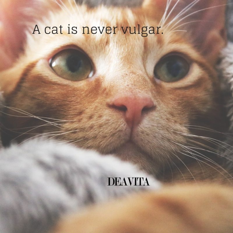 kittens and cats character quotes with photos