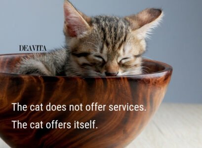 kittens-and-cats-photos-and-cute-funny-quotes