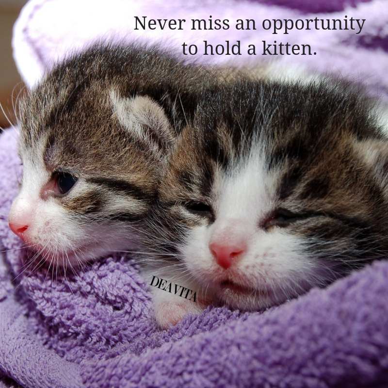 lovely kittens quotes short positive quotes about pets