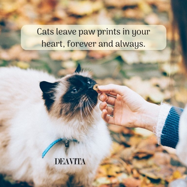 loving cats quotes short sayings about pets affection