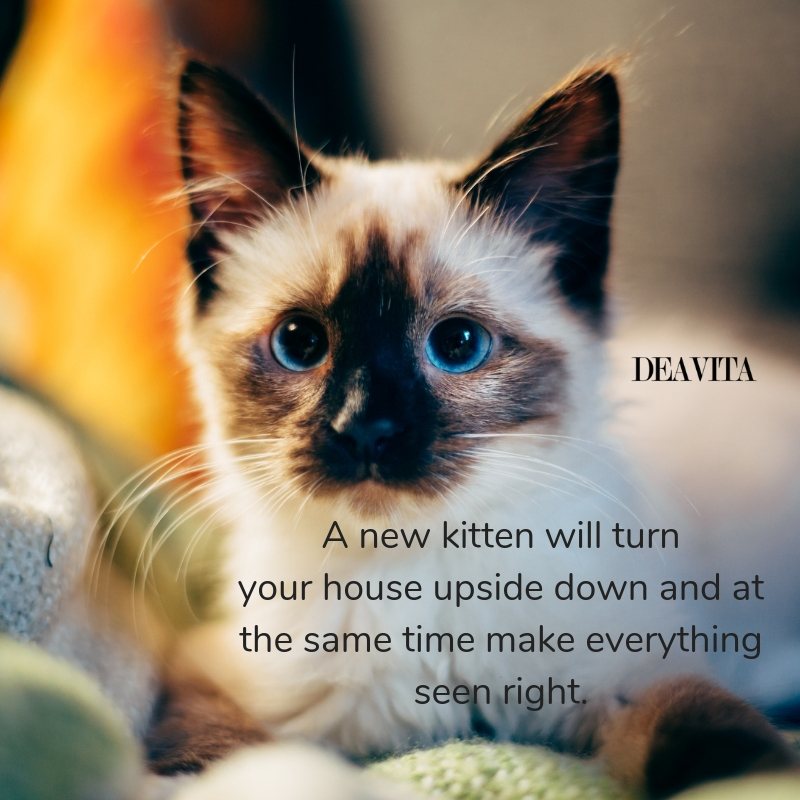 new kitten in the house funny quotes with photos