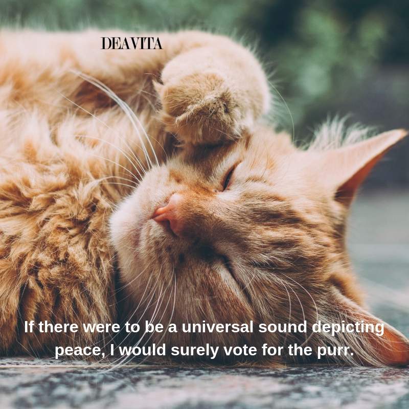 pets quotes and sayings about cats and people
