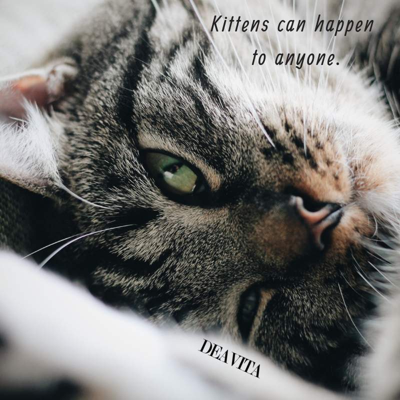 pets quotes cats and kittens sayings and cool thoughts