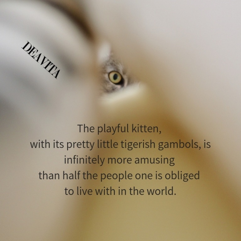 playful kitten sayings and quotes about pets with pretty photos