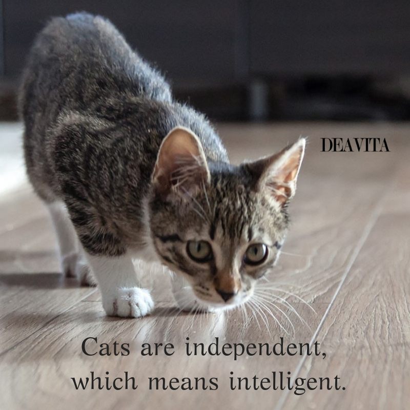 quotes about cats independence and intelligence