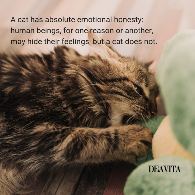 short and fun cat quotes with lovely photos
