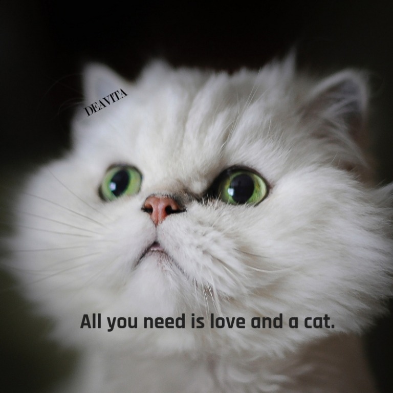 short and funny quotes about cats with cool images