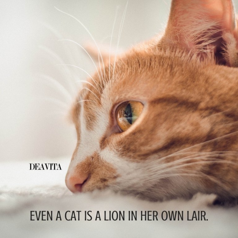short cute quotes about cats sayings about pets