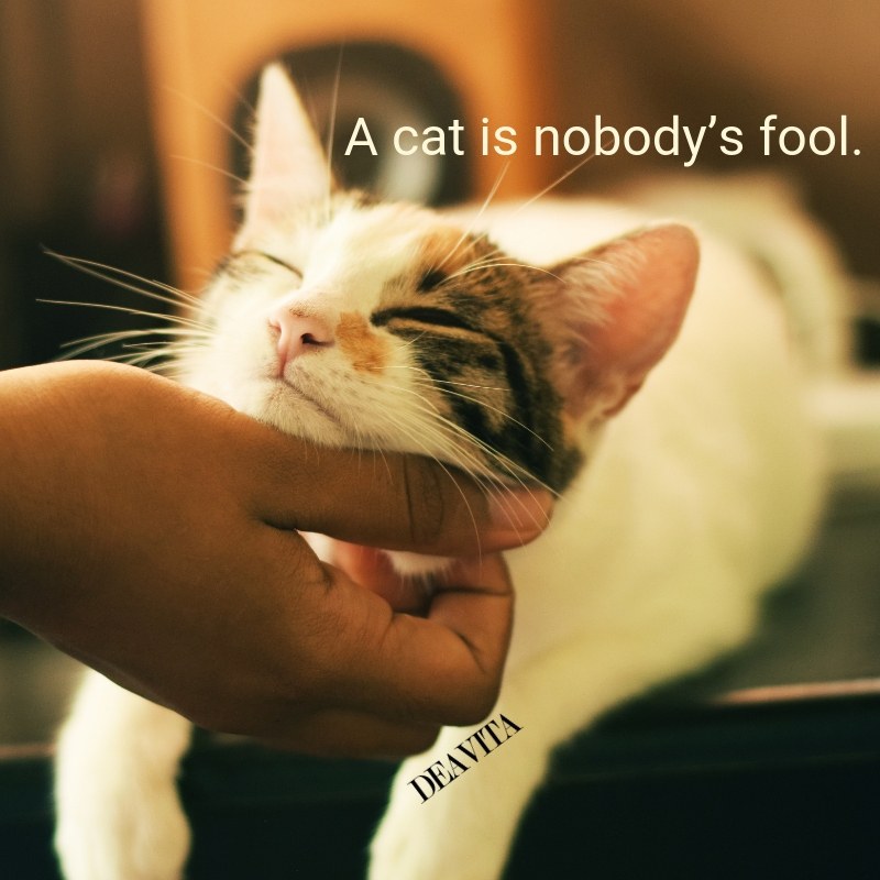 short fun quotes A cat is nobodys fool