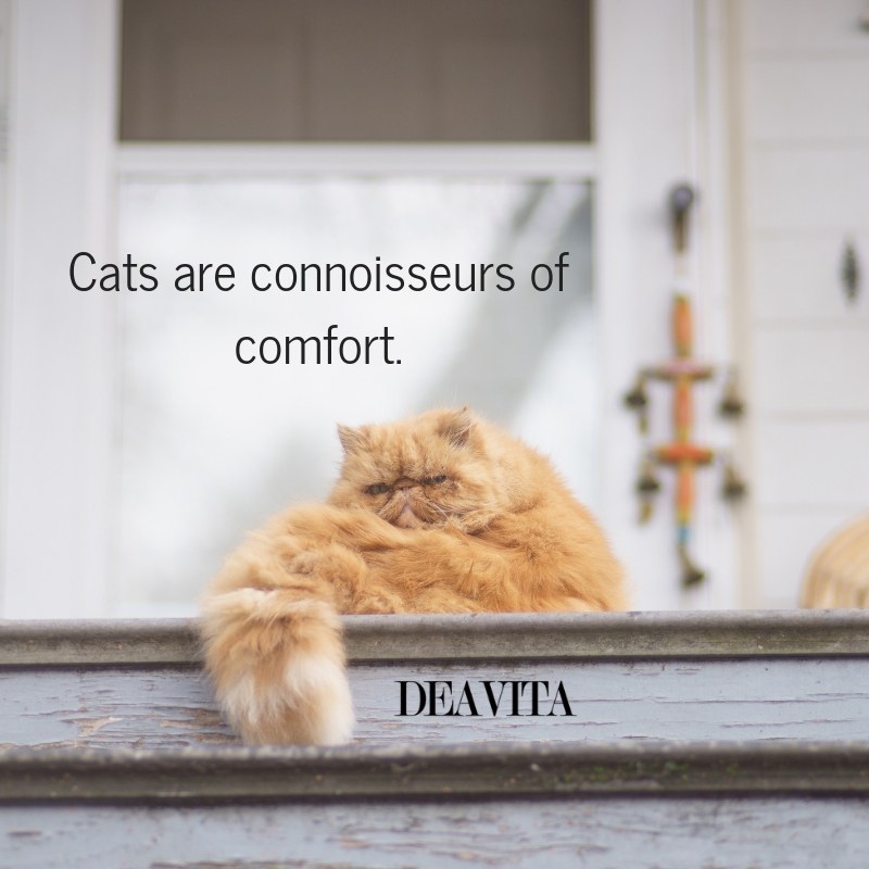 short inspirational cat quotes with fun images