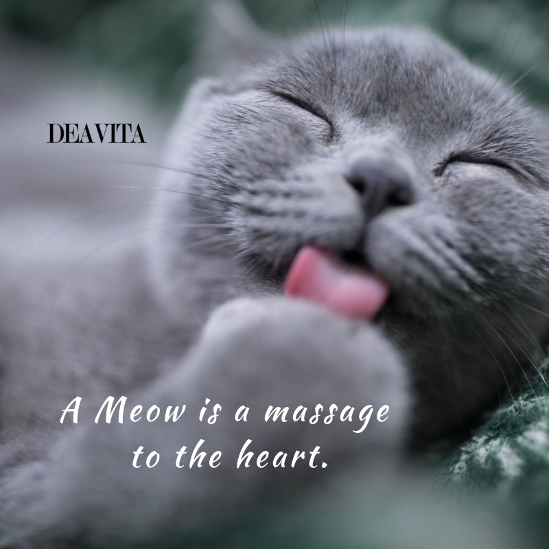 short loving quotes about cats A meow is a massage to the heart
