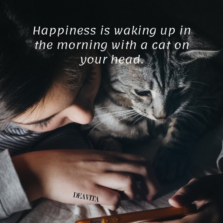 short pet quotes cats and happiness sayings with images