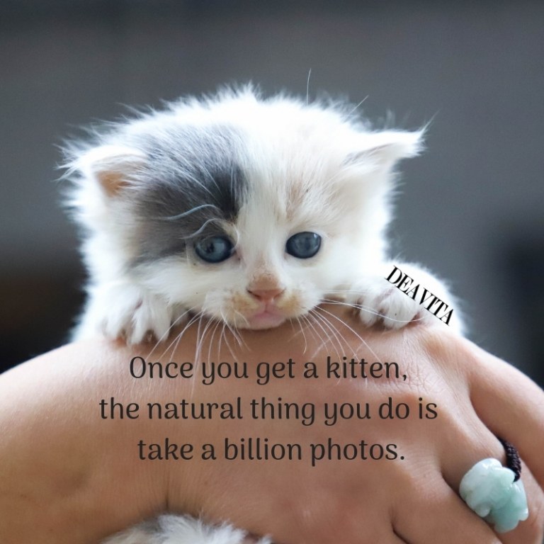 short positive kittens and cats quotes and lovely photos