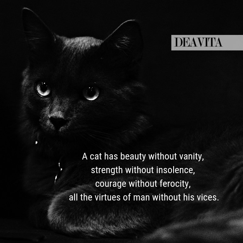 short quotes about cats beauty and love