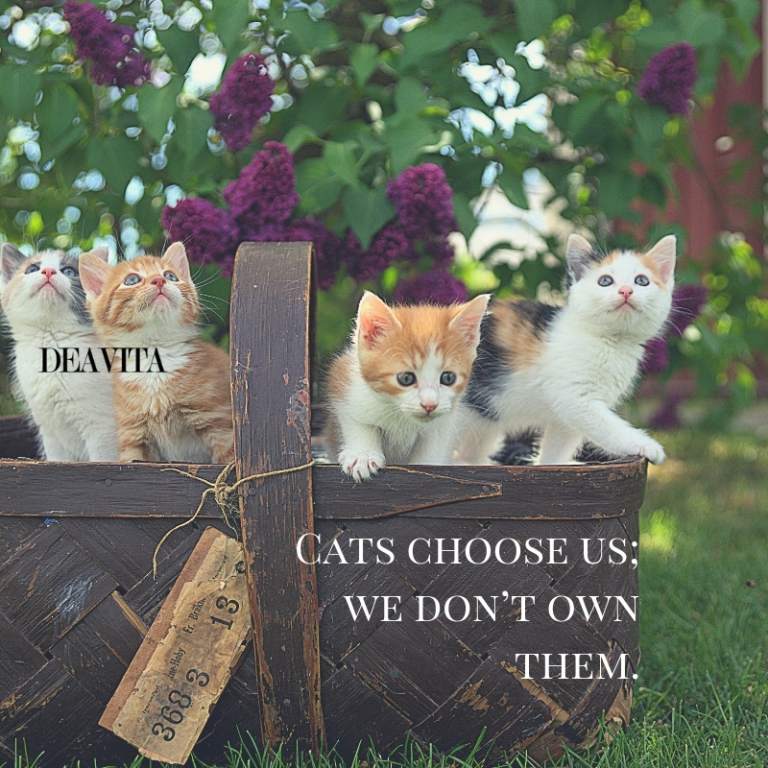 super cool and funny quotes about cats and owners