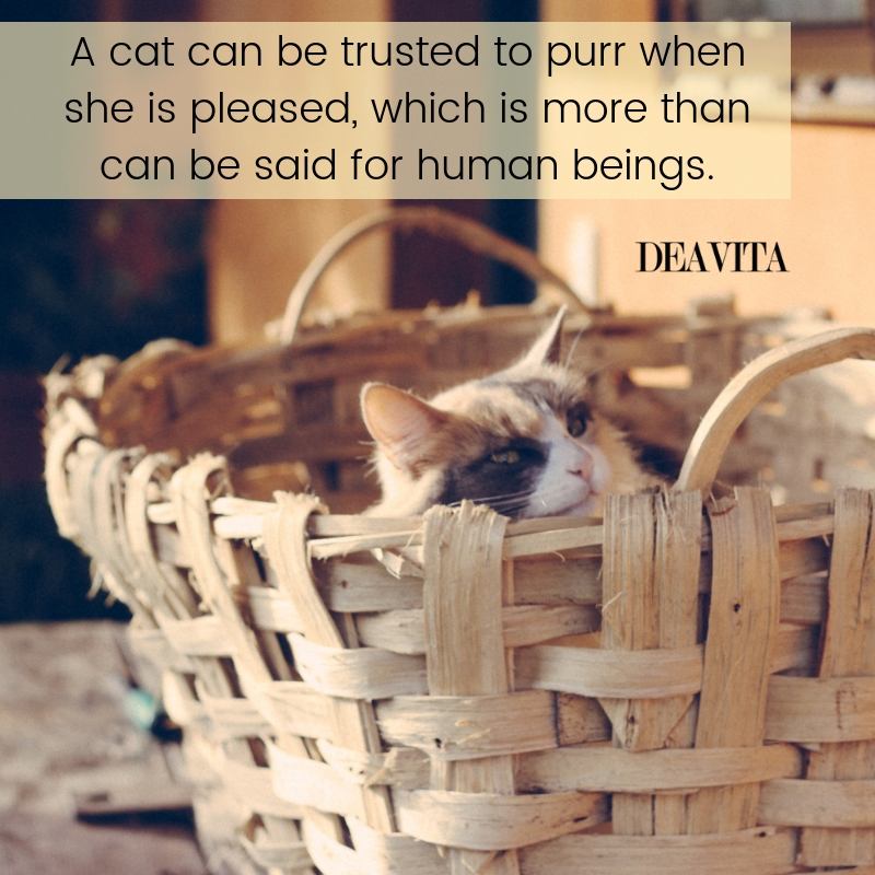 super cool quotes about cats and humans
