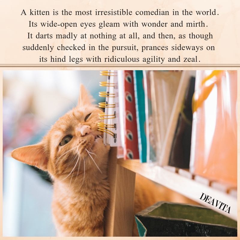 super fun pet quotes kitten is the most irresistible comedian
