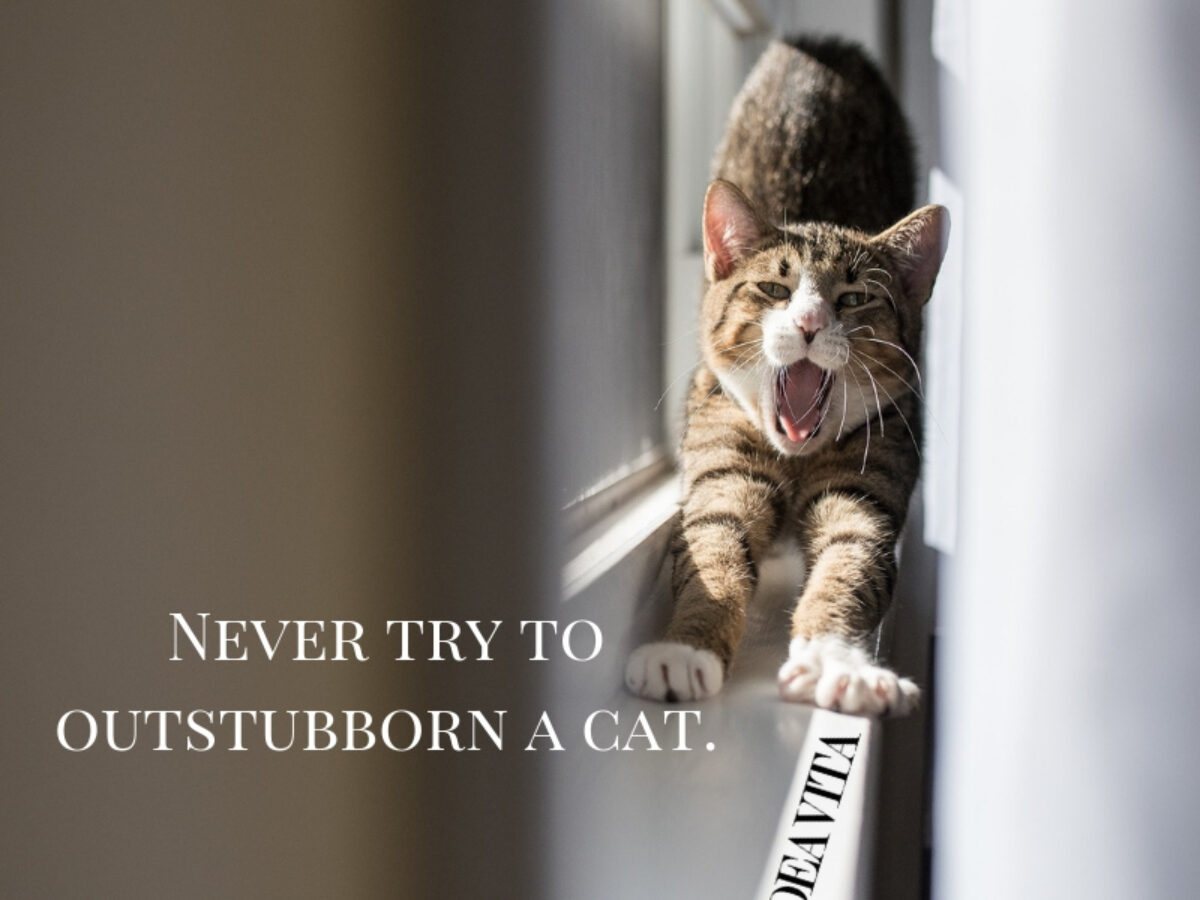 Super cool and fun cat quotes and sayings with adorable photos