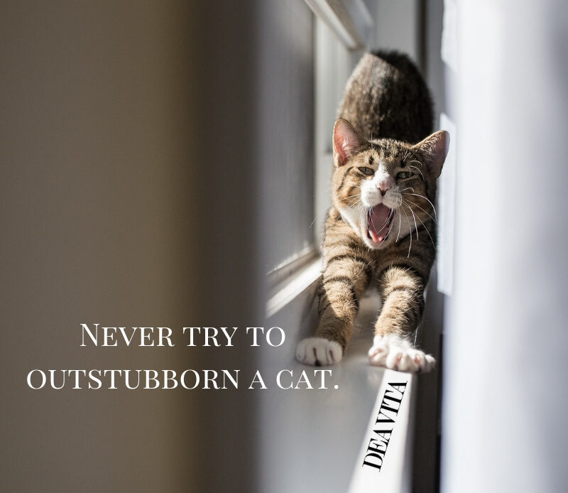 super-funny-quotes-about-cats-with-cute-photos
