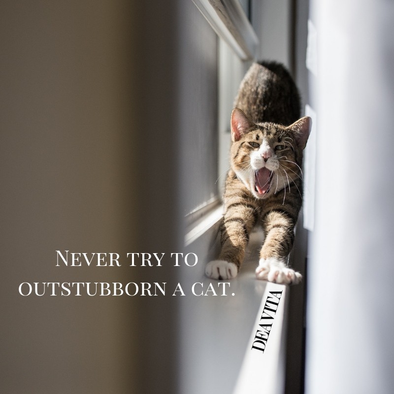 Cute Cat Quotes Sayings Cat s Blog
