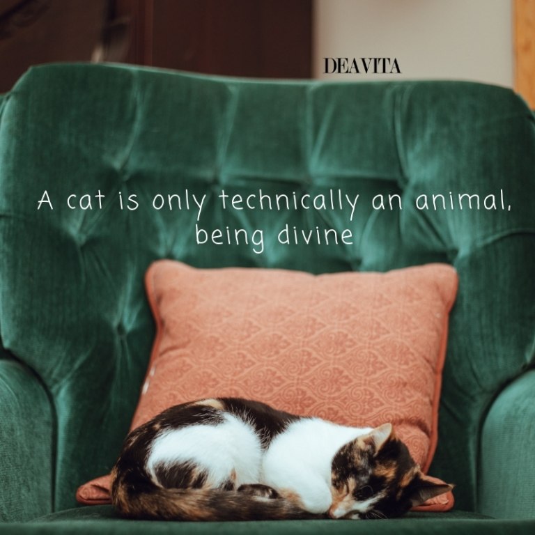 super funny quotes with images about cats A cat is only technically an animal