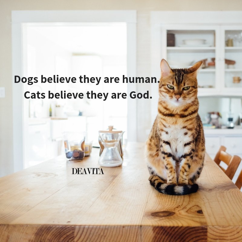 the best cats and dogs quotes and cool sayings