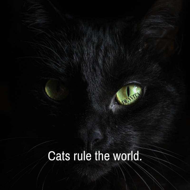 the best short quotes about cats with adorable photos