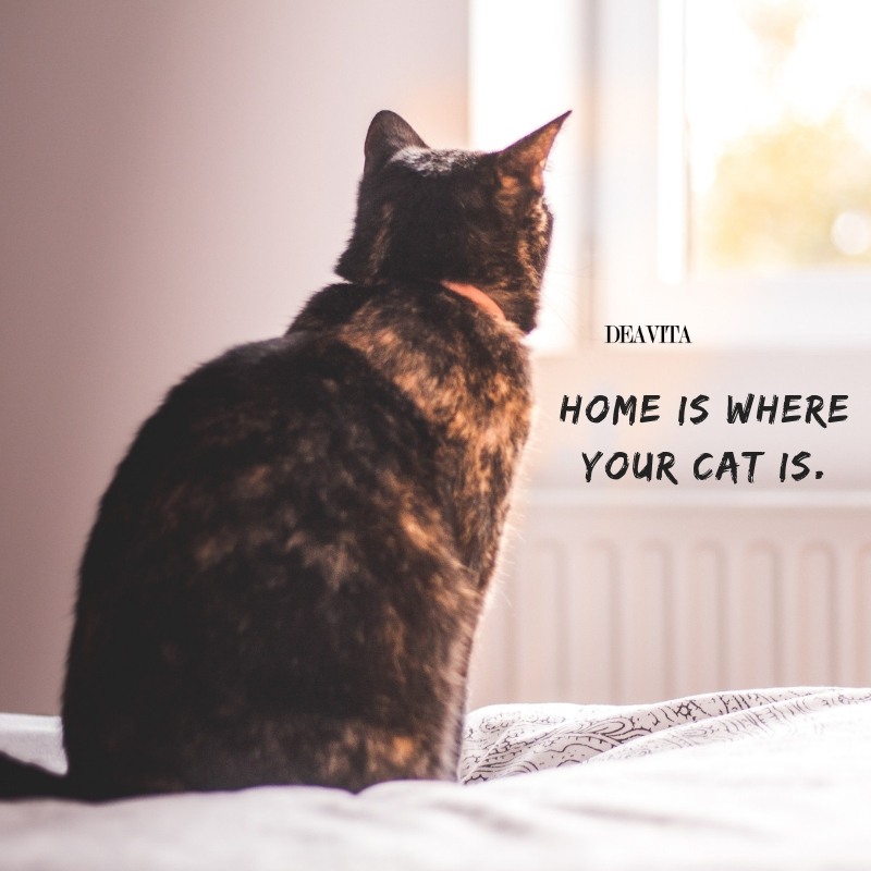 the best short quotes about pets Home is where your cat is